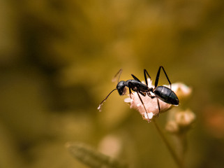 ant on a leaf