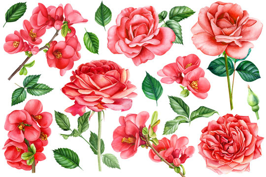 set of quince flowers, leaves, bud, red roses on an isolated white background, watercolor hand drawing, botanical painting