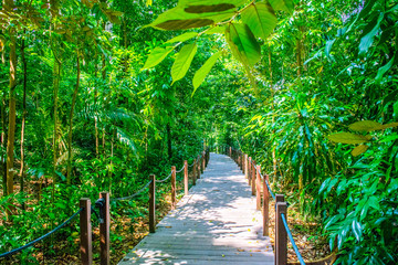 Fototapety  Drewniany chodnik w dżungli Azji Południowo-Wschodniej - Singapur