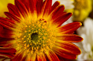 A flower of red-orange chrysanthemums with clearly visible petals, pistils and stamens. Close-up shot in autumn.