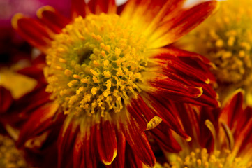 A flower of red-orange chrysanthemums with clearly visible petals, pistils and stamens. Close-up shot in autumn.
