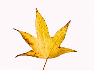 Autumn leave close-up with red and yellow colours. Against white background.
