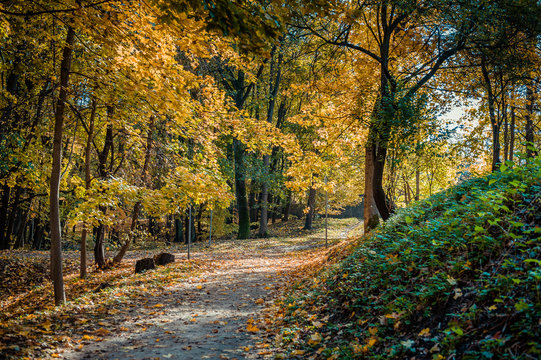 Hiking trail through park. Autumn landscape. Autumn trees and leaves. Fall. Riga. Latvia.