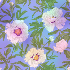 White peony flowers. Seamless pattern, background. Colored vector illustration. In botanical style In light ultra violet pastel colors on mesh pink, blue background
