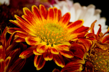 A flower of red-orange chrysanthemums with clearly visible petals, pistils and stamens. Close-up shot in autumn.
