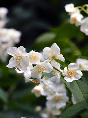 White Jasmine flowers, close-up photo.