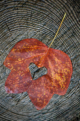 autumn leaf tree stub background
