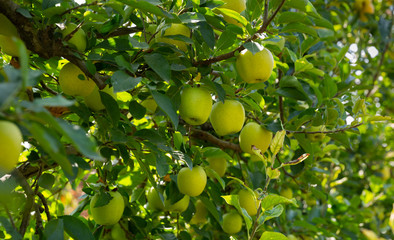 Closeup of ripe sweet apples on tree branches in green foliage of summer orchard