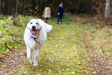 Cheerful dog Golden Retriever runs down the forest path. Seasonal outdoor activities with pet. Relax in the fall forest - healthy lifestyle. Natural beauty of Nature in fall.