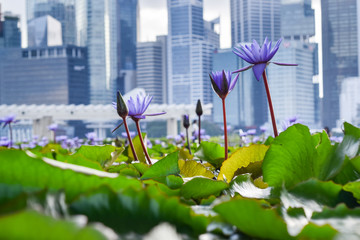 Close-up of vibrant violet flowers and green water lilies in pond, with skyscrapers of downtown...