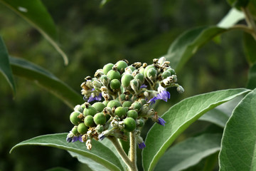 flowers on green background