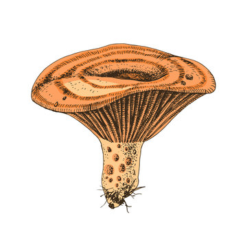 Hand drawn Saffron Milk Cap mushroom