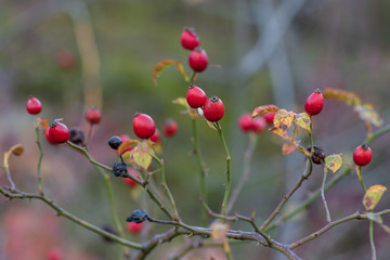 ripe red berries rose hips on a branch