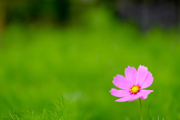 ピンクのコスモス