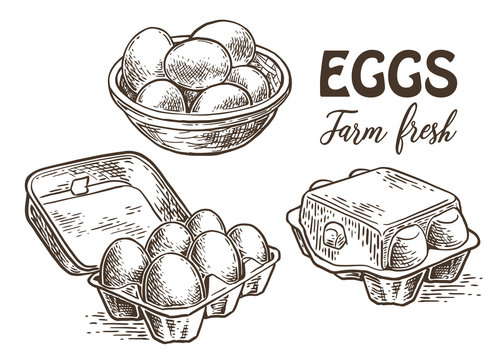 farm eggs sketch