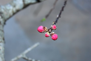 red berries in snow