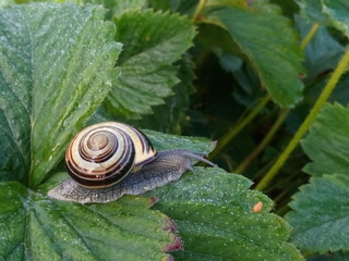 snail on leaf
