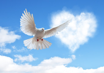 Fototapeta premium Dove in the air with wings wide open