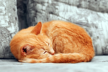 close-up of curled up sleepng ginger cat - Powered by Adobe