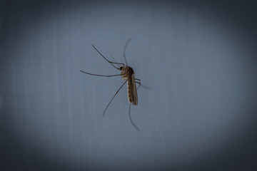 window in the house. On the glass sits a mosquito that drinks blood. there is vignetting. close-up.