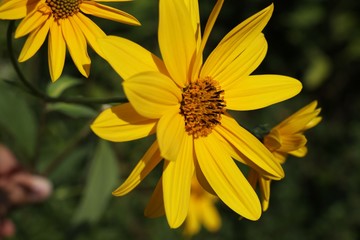 yellow flowers in the garden