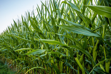 Green summer Corn Field 