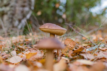 Mushrooms in the autumn forest