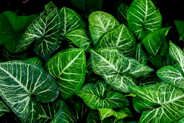 Large heart shaped green leaves of Elephant ear or black taro leaf (Colocasia species) the tropical foliage plant isolated on white background, clipping path included,