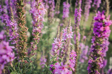 Fototapeta na wymiar wildflower meadow lavender 