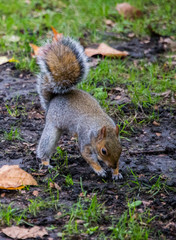 Squirrel running through a London park