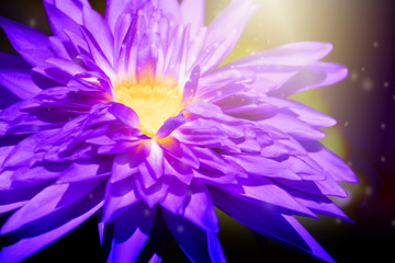Obraz premium Beautiful macro purple lotus flower nature in the garden. Water lily.