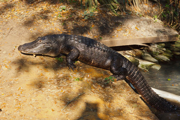 American Alligator, Alligator mississippiensis