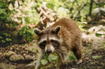 Racoon in forest 