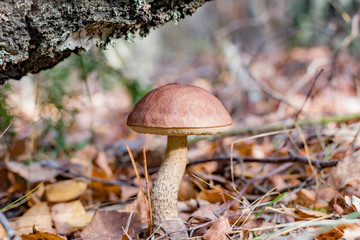 Mushrooms in the autumn forest