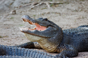 American Alligator, Alligator mississippiensis