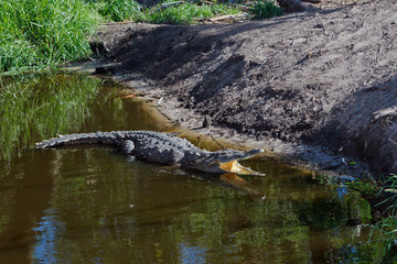 Alligator mississippiensis, American Alligator