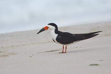 Black Skimmer, Rynchops niger, resting on beach