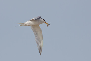 California Least Tern, Sternula antillarum browni, in flight