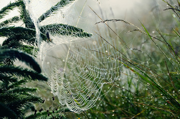 Spider web in dew drops between the branches of spruce. Macro photo of a morning in the forest.