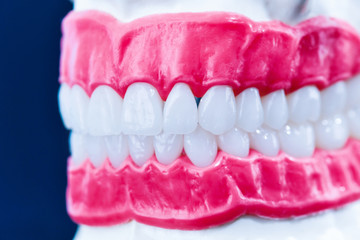 Human jaw with teeth and gums anatomy model