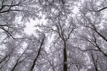 Trees in the snow. Look on the bottom of the crown, you can see the trunks,branches, snow, sky.