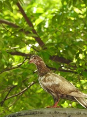 Close-up of a brownish dove. On blurred background, leafy branches of a tree.