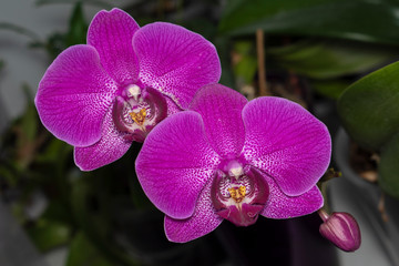 Obraz premium Two large purple Phalaenopsis Orchid flowers on a dark background.