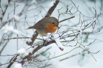 small bird