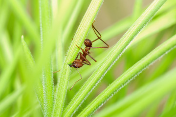 Fototapeta premium The medium-sized leaf cutter ant Atta cephalotes crawls on a blade of grass to cut it.