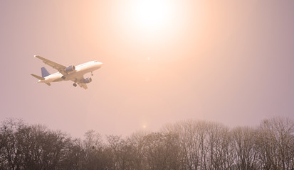 Plane over a dark, dry trees. Sunset.