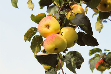 Beautiful red-yellow apples. Close-up. Background. Scenery.