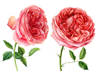 Big set of flowers roses, leaves, bud on an isolated white background, watercolor hand drawing, botanical painting