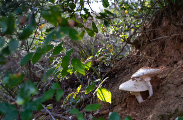 mushrooms in the field