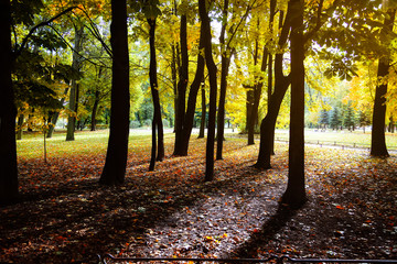 Autumn landscape of trees in a city Park in the sunlight at dawn